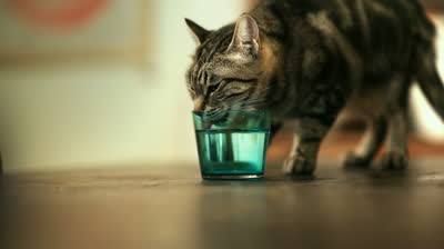stock footage cat drinking from glass of water