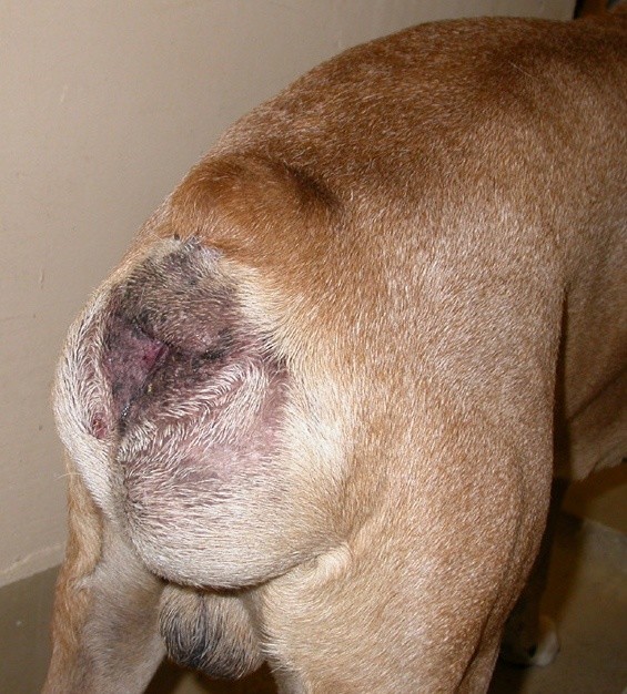perineal hernia canine