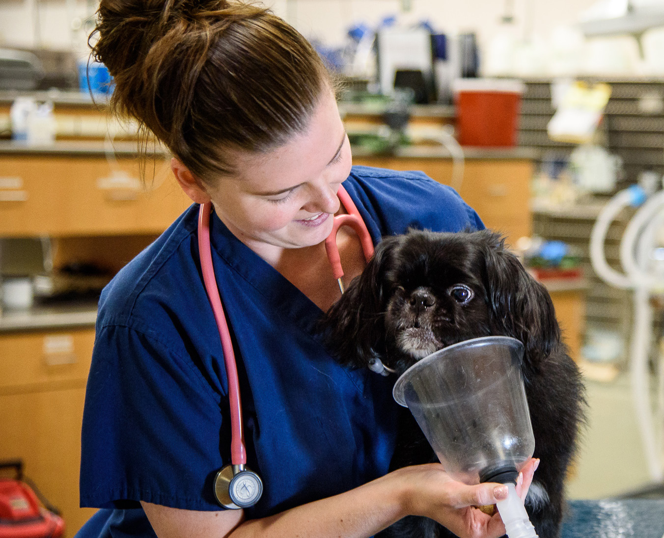 What Does It Mean To Be A Veterinary Technician Metropolitan 