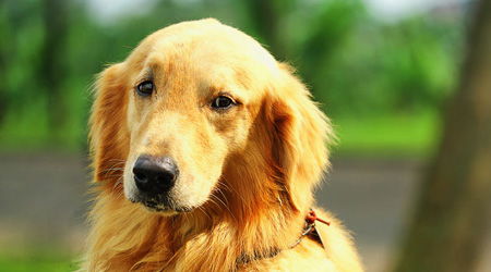 Canine Splenic Hemangiosarcoma