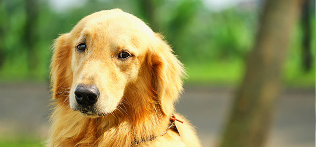 Canine Splenic Hemangiosarcoma