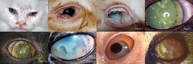 Ophthalmic Manifestations of Feline Herpes Virus Type1 Metropolitan