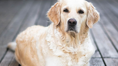 Dog Pancreatitis: Symptoms and What to Do - Metropolitan Veterinary Associates