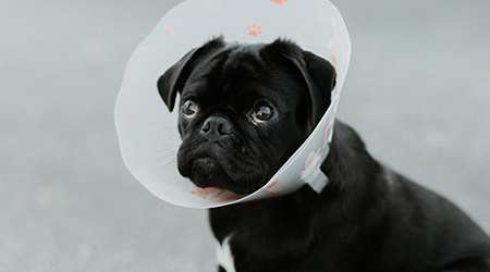Pug wearing cone