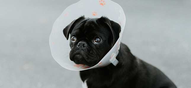 Pug wearing cone