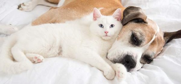 10 Toxic Household Items That Can Poison Your Pets