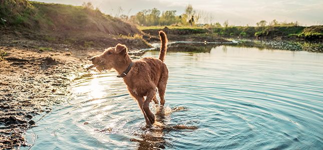 Leptospirosis: The Cause, Symptoms and Treatments of this Disease in Animals  - Metropolitan Veterinary Associates
